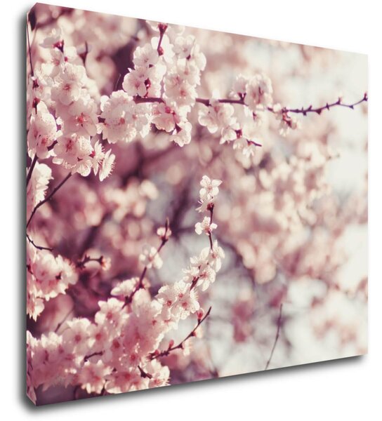 Impresi Tablou Light pink blossom on the tree - 90 x 70 cm
