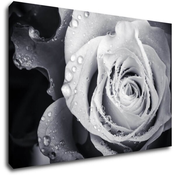 Impresi Tablou Black and white rose with drops of water - 60 x 40 cm