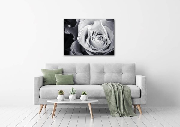 Impresi Tablou Black and white rose with drops of water - 70 x 50 cm