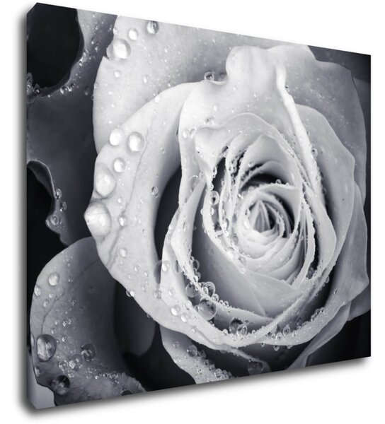 Impresi Tablou Black and white rose with drops of water - 90 x 70 cm