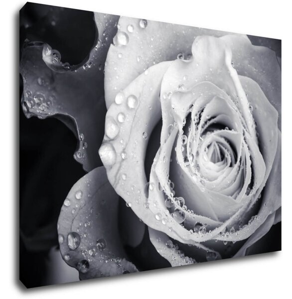 Impresi Tablou Black and white rose with drops of water - 70 x 50 cm