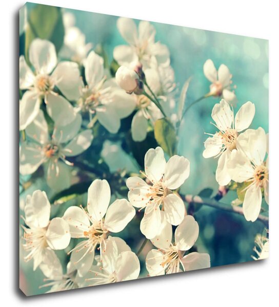 Impresi Tablou Blue background cherry blossom - 90 x 70 cm