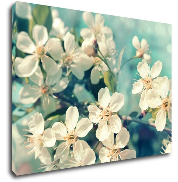 Impresi Tablou Blue background cherry blossom - 70 x 50 cm