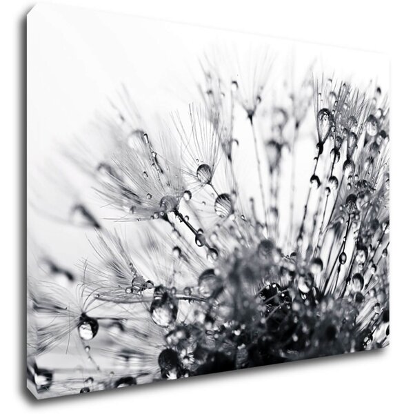 Impresi Tablou Flower with little drops of water - 70 x 50 cm