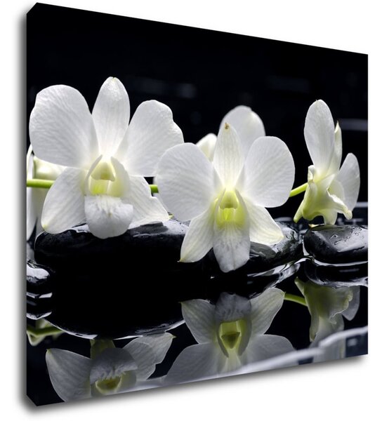 Impresi Tablou White orchids black background - 90 x 70 cm