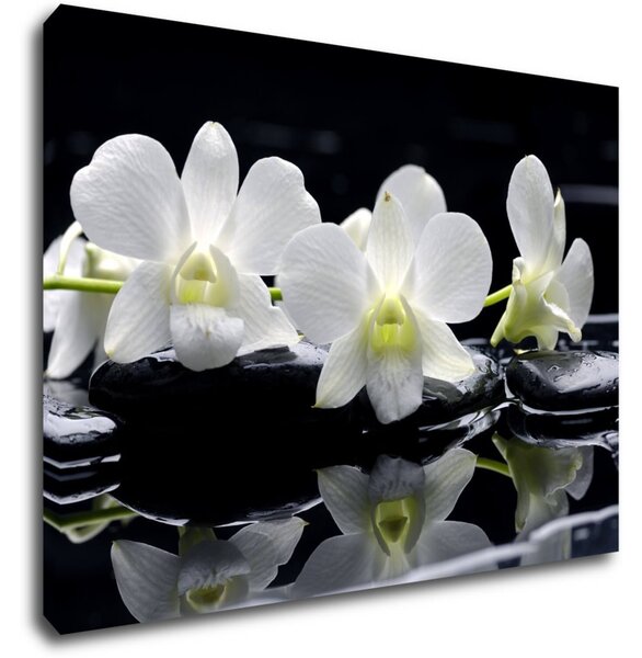Impresi Tablou White orchids black background - 70 x 50 cm