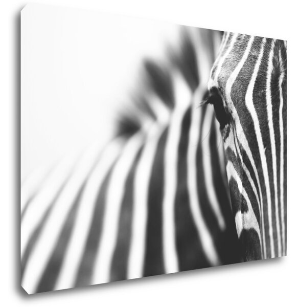 Impresi Tablou Zebra detail - 70 x 50 cm