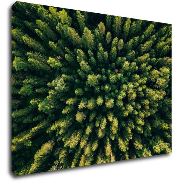 Impresi Tablou Forest - 70 x 50 cm
