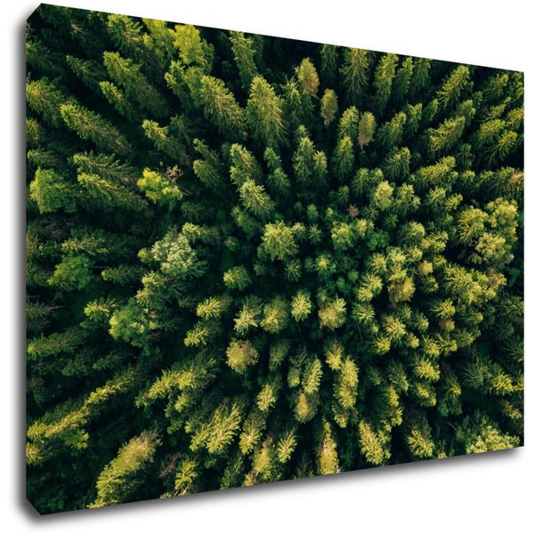 Impresi Tablou Forest - 60 x 40 cm