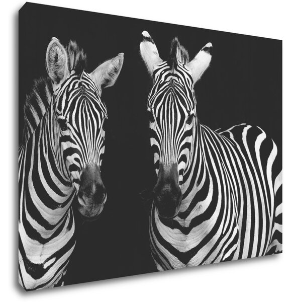 Impresi Tablou Duo zebras black and white - 70 x 50 cm