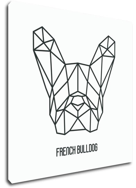 Impresi Tablou French Bulldog White Background - 40 x 40 cm