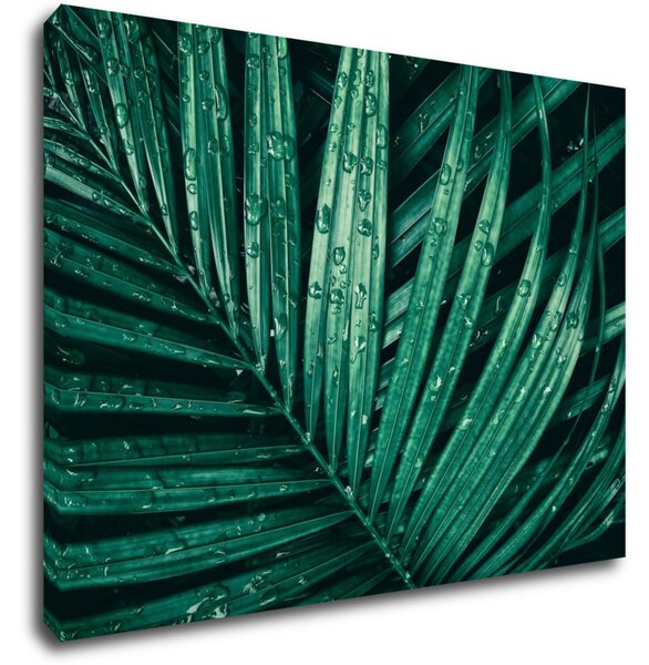 Impresi Tablou Green leaf with drops of water - 70 x 50 cm
