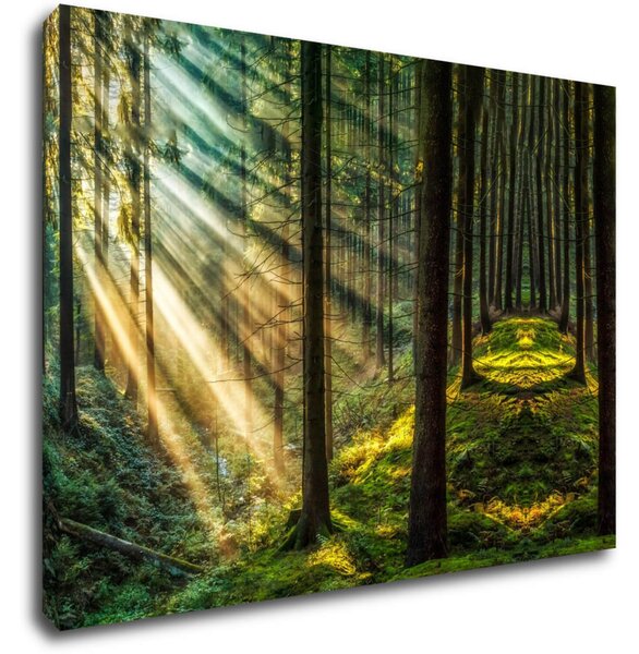Impresi Tablou Beautiful forest - 70 x 50 cm
