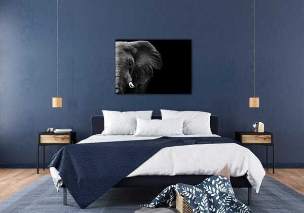 Impresi Tablou Elephant black background - 70 x 50 cm