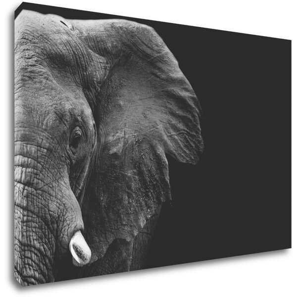 Impresi Tablou Elephant black background - 60 x 40 cm
