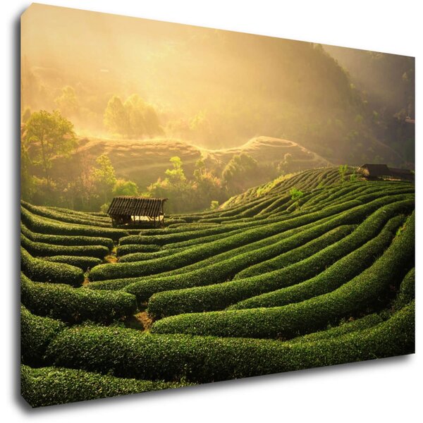 Impresi Tablou Sunrise On The Tea Plantation - 60 x 40 cm