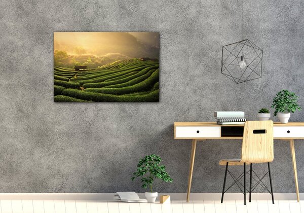 Impresi Tablou Sunrise On The Tea Plantation - 60 x 40 cm