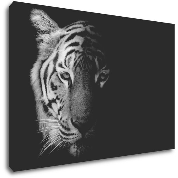Impresi Tablou Tiger black and white - 60 x 40 cm