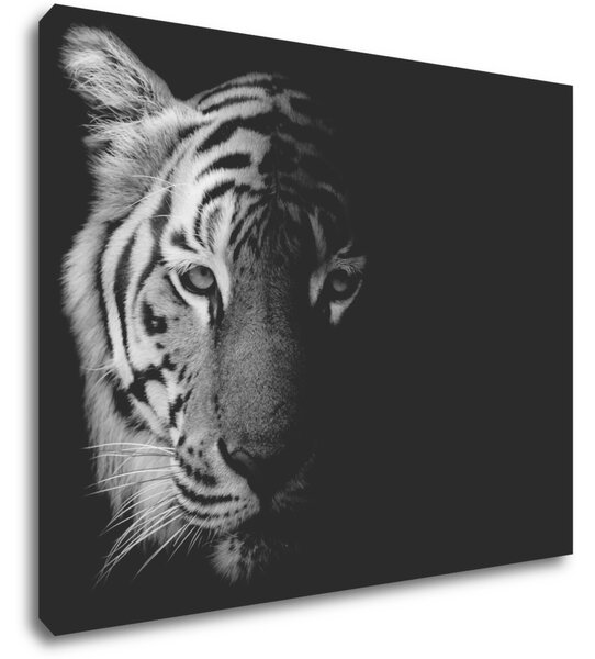 Impresi Tablou Tiger black and white - 90 x 70 cm