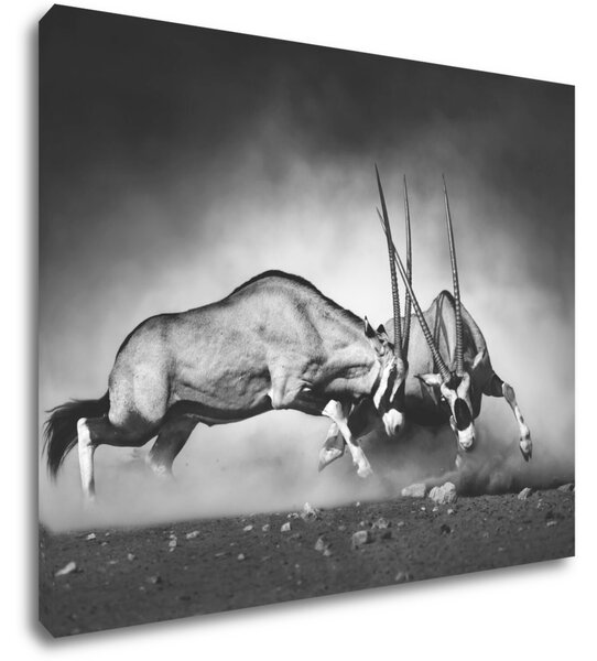Impresi Tablou Antilopes black and white - 90 x 70 cm