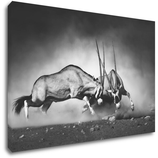 Impresi Tablou Antilopes black and white - 60 x 40 cm