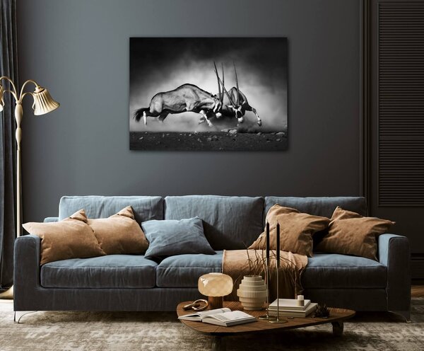 Impresi Tablou Antilopes black and white - 70 x 50 cm