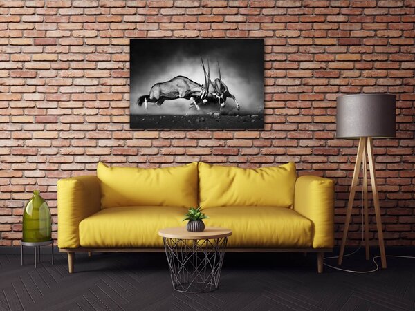 Impresi Tablou Antilopes black and white - 60 x 40 cm