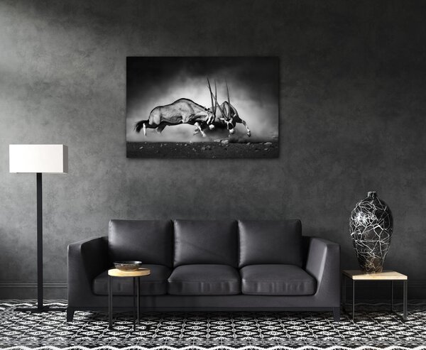 Impresi Tablou Antilopes black and white - 60 x 40 cm