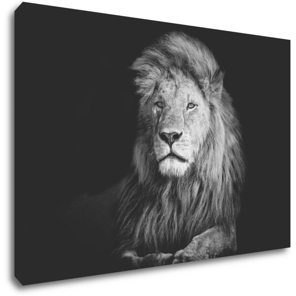 Impresi Tablou Lion black and white - 60 x 40 cm