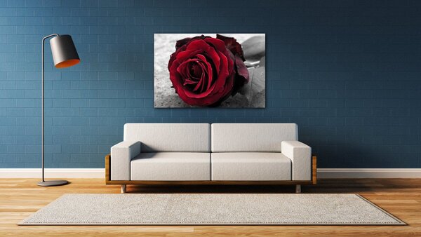 Impresi Tablou Red rose black and white background - 60 x 40 cm