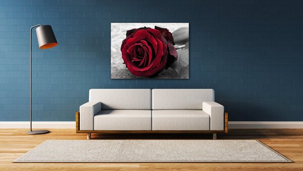Impresi Tablou Red rose black and white background - 70 x 50 cm