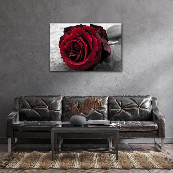 Impresi Tablou Red rose black and white background - 60 x 40 cm