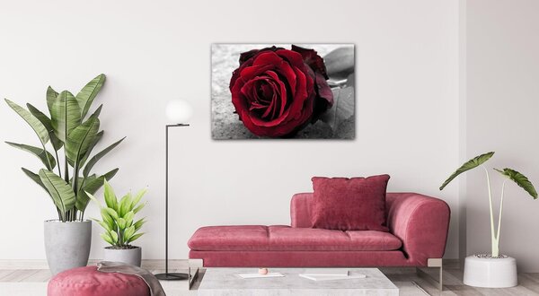 Impresi Tablou Red rose black and white background - 60 x 40 cm