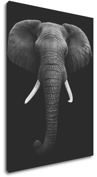 Impresi Tablou Elephant dark - 50 x 70 cm