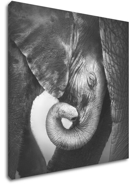 Impresi Tablou Elephant black and white - 50 x 50 cm