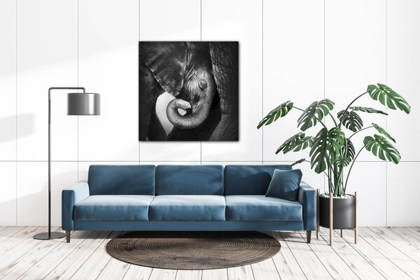 Impresi Tablou Elephant black and white - 50 x 50 cm