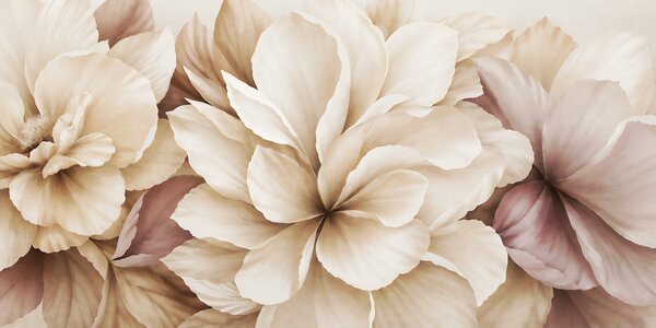 Fototapet Petale delicate în nuanțe delicate, Fototapet flori, Fototapet populare, t00908 - Tapeko.ro