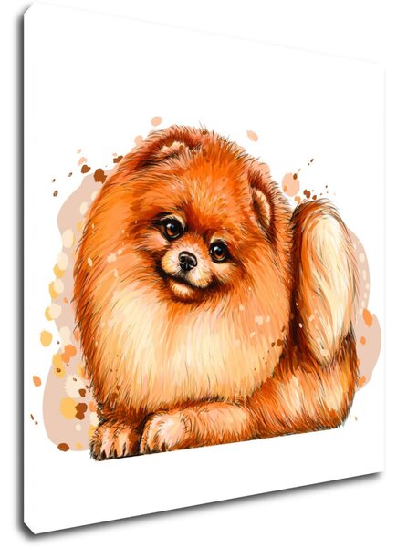 Impresi Obraz Dog Pomeranian - 20 x 20 cm