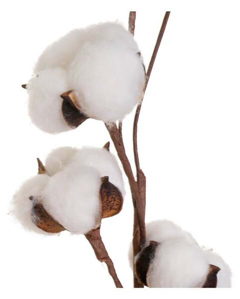 Plantă uscată (înălțime 55 cm) Cotton – Casa Selección