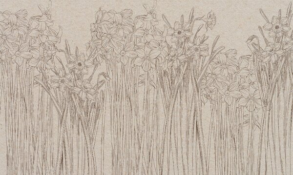 Daffodils
