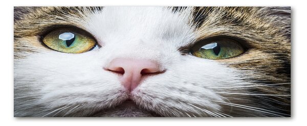 Tablou pe acril ochi de pisica lui Green