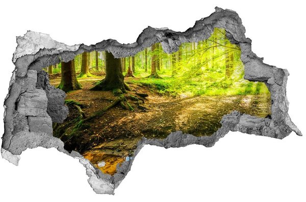 Fototapet 3D gaură în perete Soare pădure raze