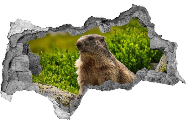 Autocolant autoadeziv gaură marmota