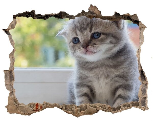 Fototapet 3D gaură în perete Pisica mica la fereastra