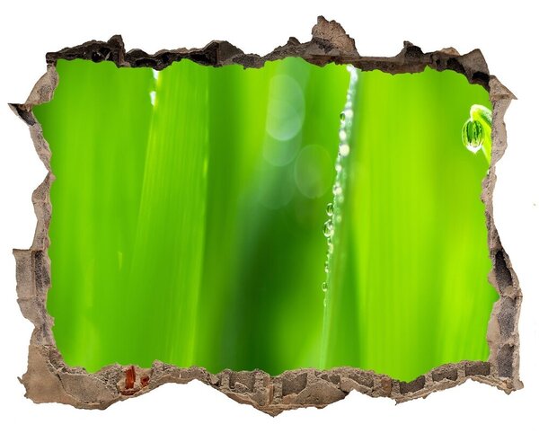 Fototapet 3D gaură în perete Pajiște verde cu picături de apă
