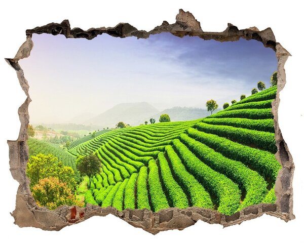 Autocolant 3D gaura cu priveliște Plantație de ceai