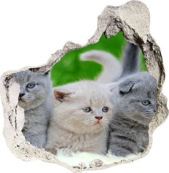 Autocolant gaură 3D Trei pisici pe o pătură