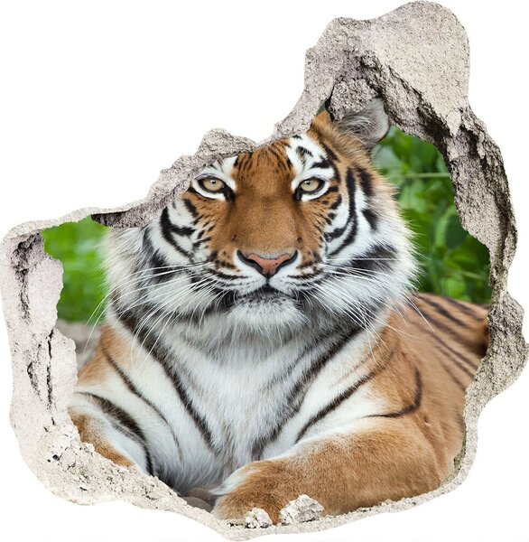Fototapet un zid spart cu priveliște tigru siberian