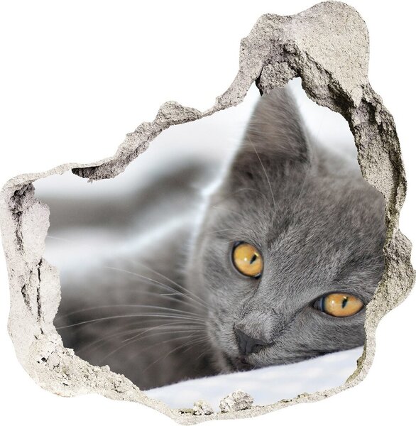 Fototapet un zid spart cu priveliște pisică gri