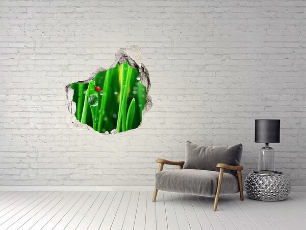 Fototapet 3D gaură în perete O picătură de rouă pe iarbă cu o buburuză